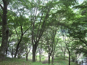 セレナ048.jpg